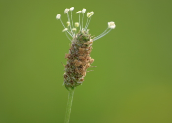 Spitz-Wegerich (Plantago lanceolata) - © Emanuel Trummer
